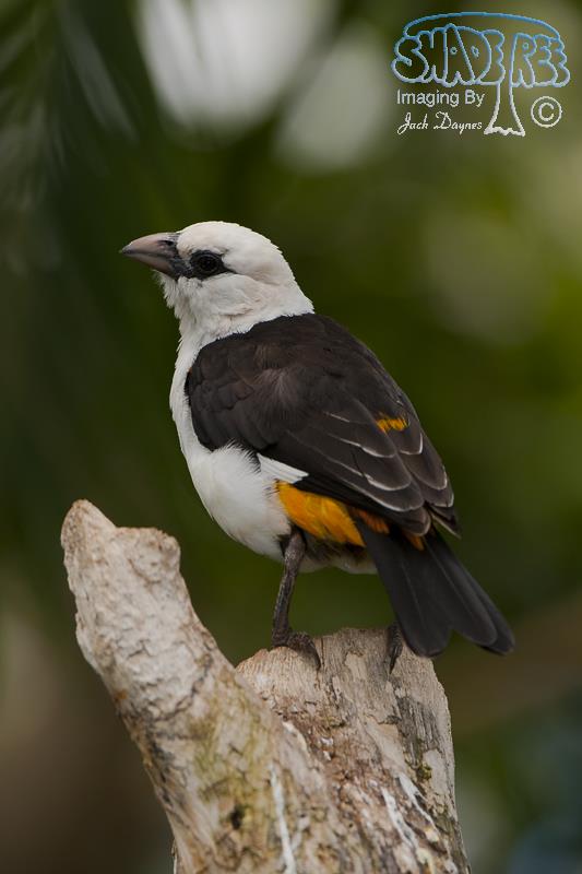 White-Headed Buffalo Weaver - Dinemellia dinemelli