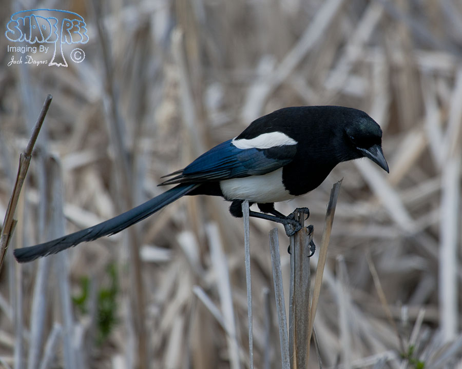 Black-Billed Magpie - Pica hudsonia