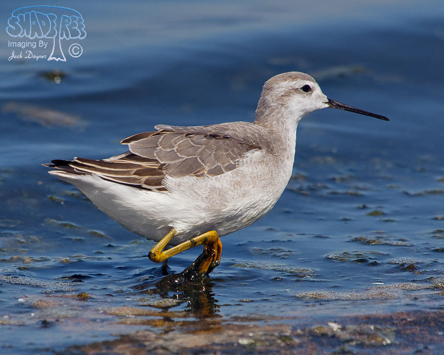 Wilson's Phalarope - Phalaropus tricolor