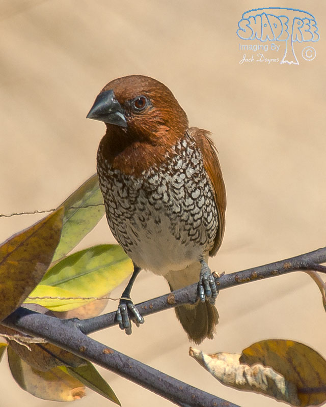 Scaly-Breasted-Munia - Lonchura punctulata