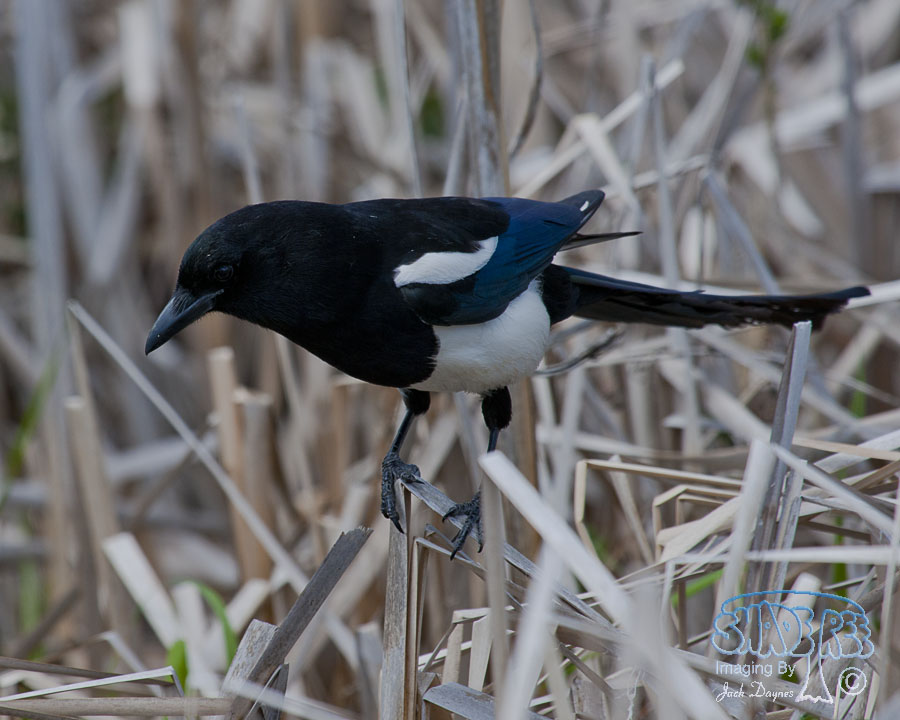 Black-Billed Magpie - Pica hudsonia