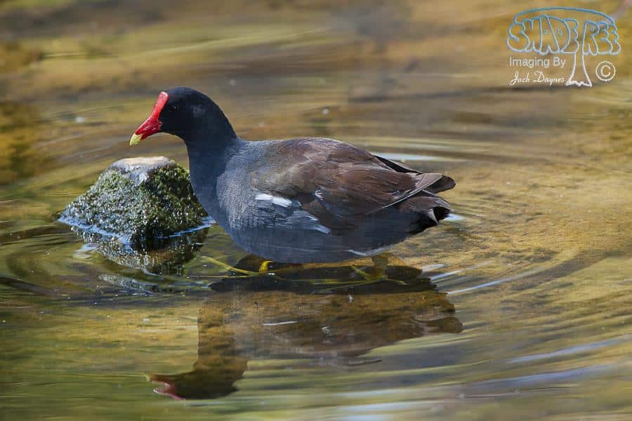 Common Gallinule - Gallinula chloropus