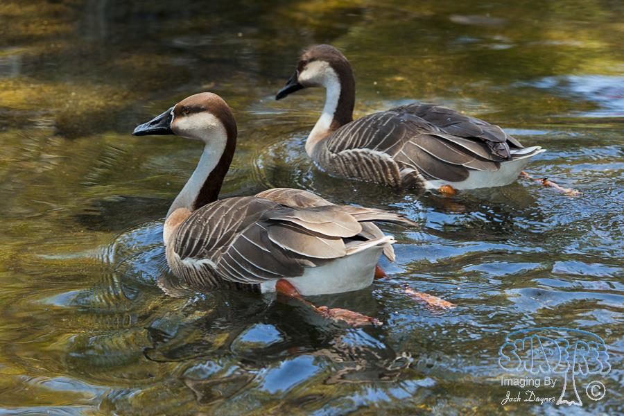 Swan Goose - Anser cygnoides