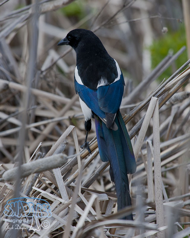 Black-Billed Magpie - Pica hudsonia