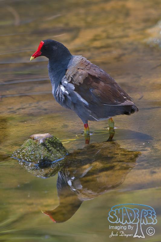 Common Gallinule - Gallinula galeata