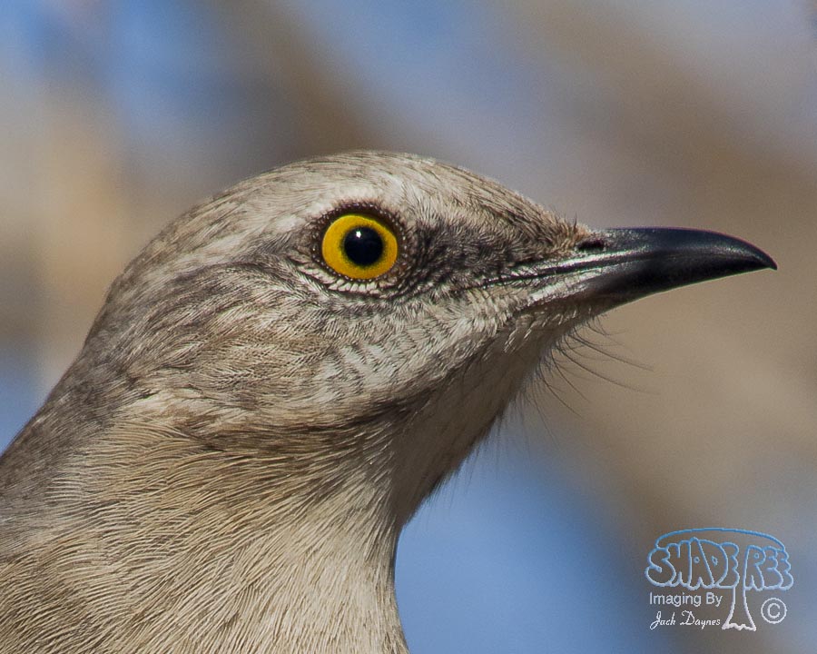 Northern Mockingbird - Mimus polyglottos