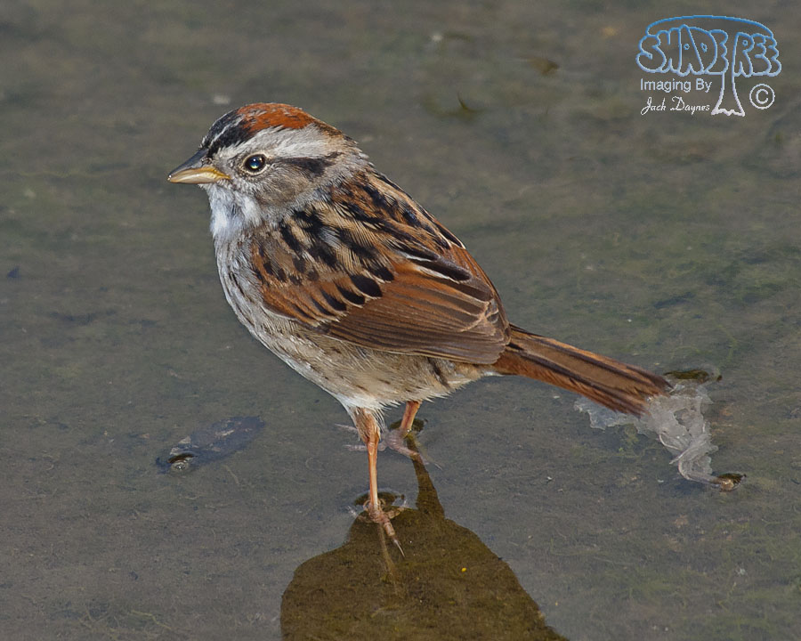 Swamp Sparrow - Melospiza georgiana