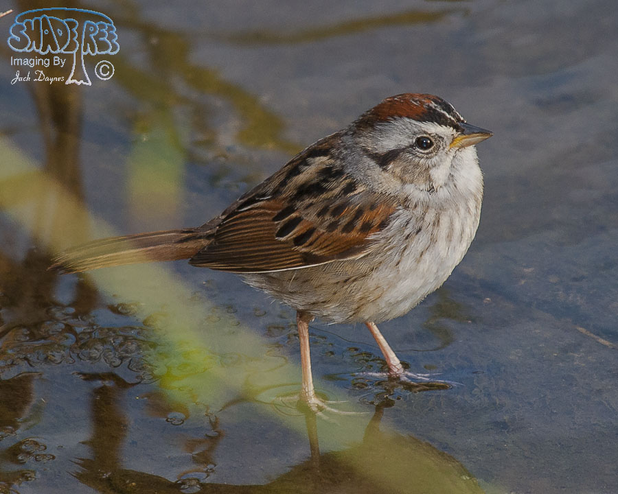 Swamp Sparrow - Melospiza georgiana