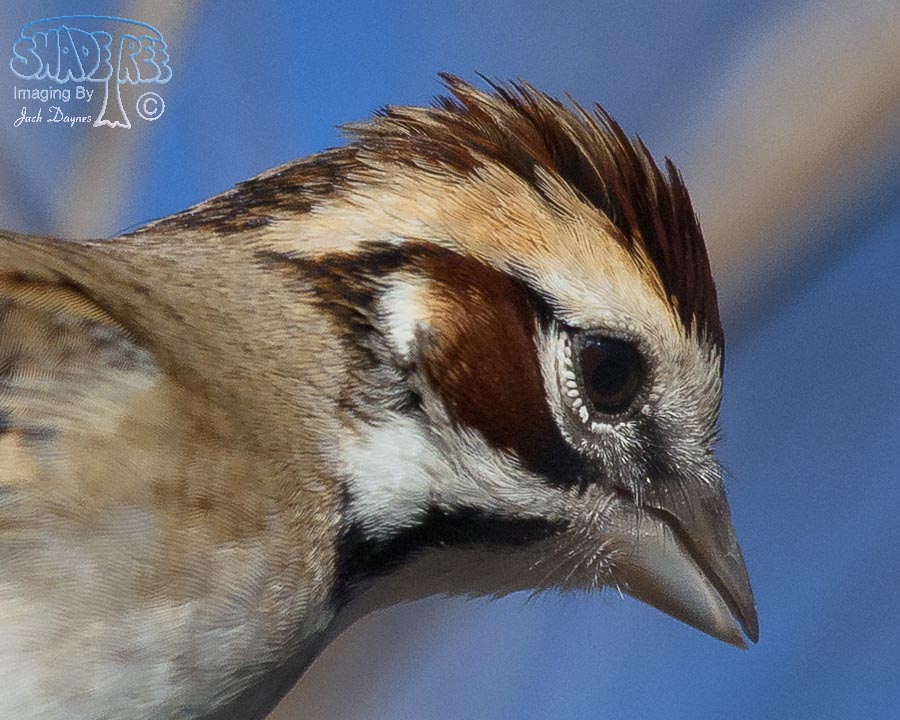 Lark Sparrow - Chondestes grammacus