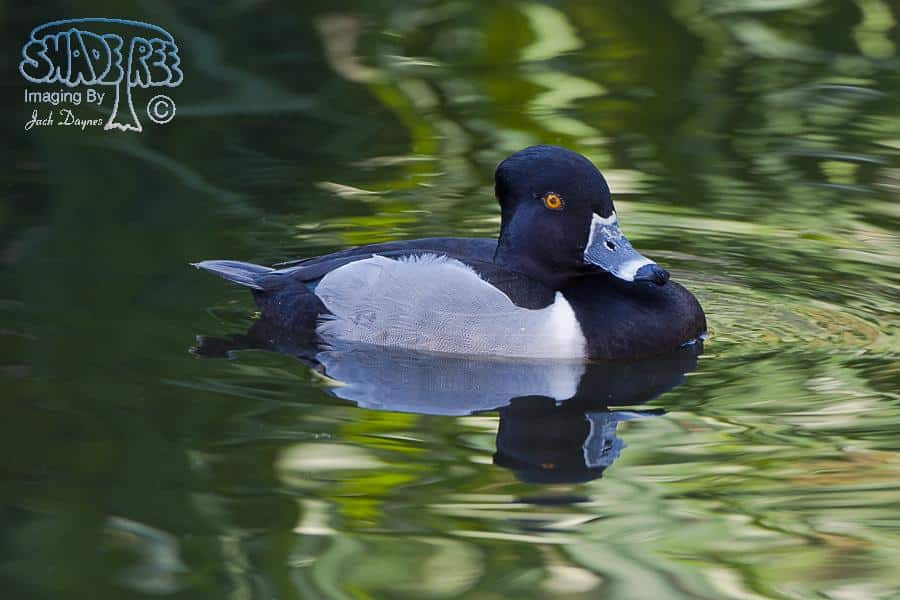 Ring-Necked Duck - Aythya collaris