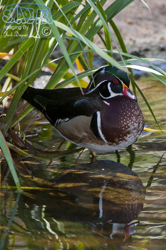 Wood Duck - Aix sponsa
