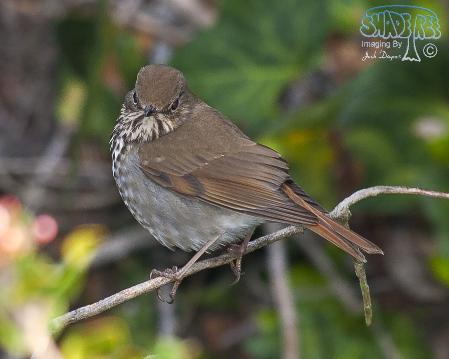 Hermit Thrush - Catharus guttatus