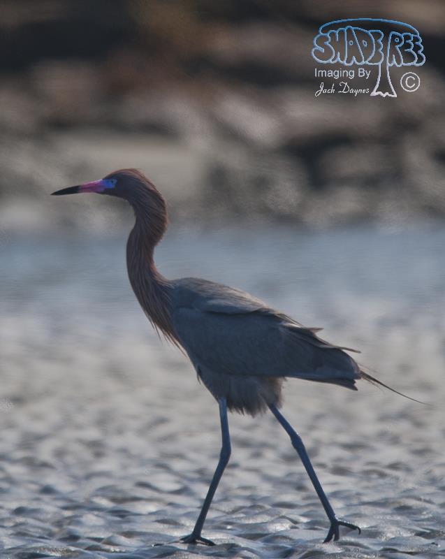 Reddish Egret - Egretta rufescens