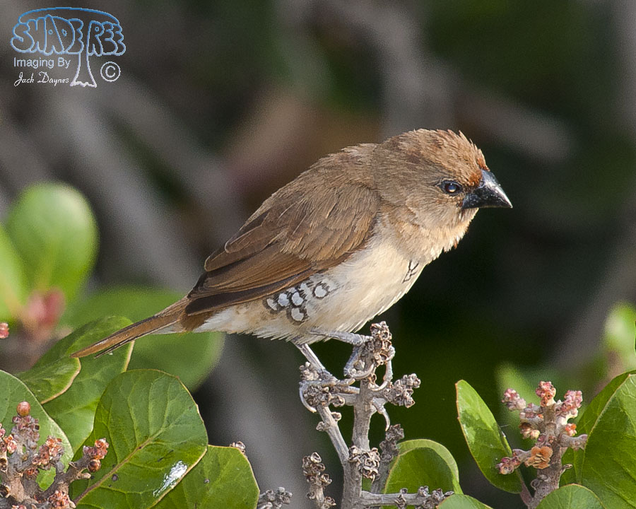 Scaly-Breasted-Munia - Lonchura punctulata