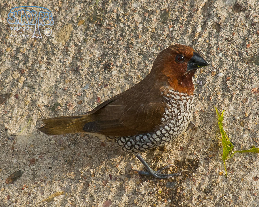 Scaly-Breasted-Munia - Lonchura punctulata