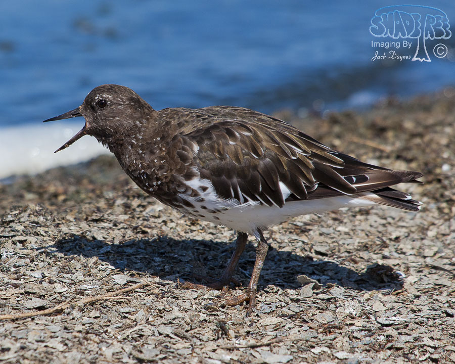 Black Turnstone - Arenaria melanocephala