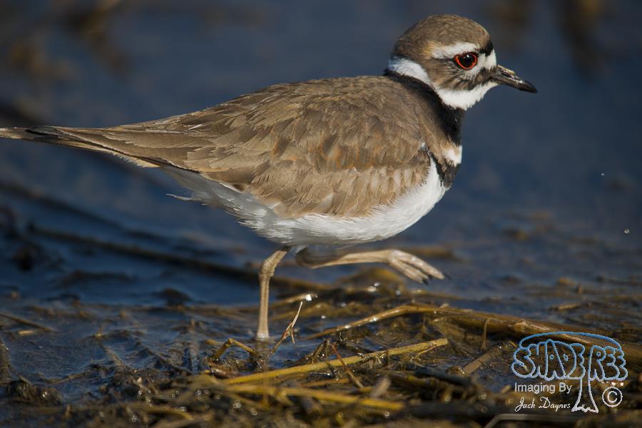 Killdeer - Charadrius vociferus