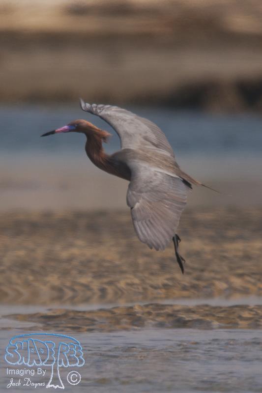 Reddish Egret - Egretta rufescens