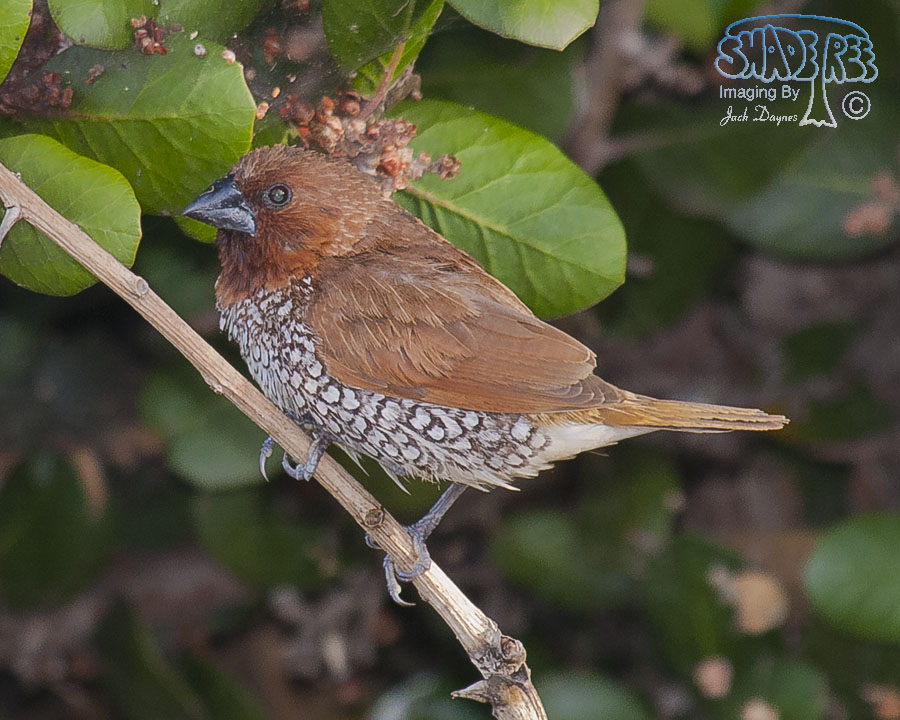 Scaly-Breasted-Munia - Lonchura punctulata