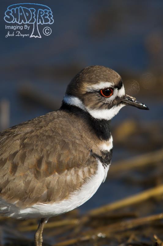 Killdeer - Charadrius vociferus