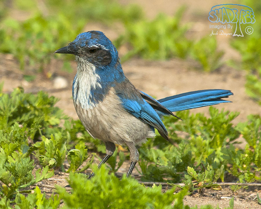California Scrub-Jay - Aphelocoma californica