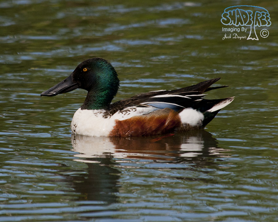 Northern Shoveler - Spatula clypeata
