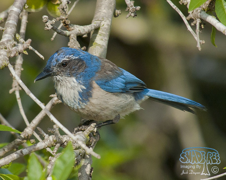 California Scrub-Jay - Aphelocoma californica