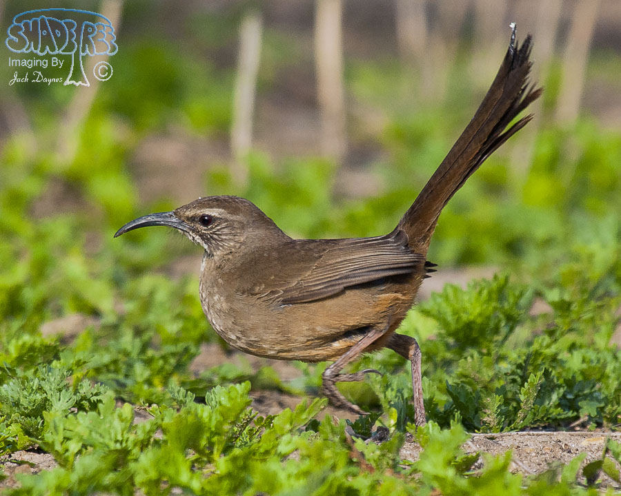California Thrasher - Toxostoma redivivum