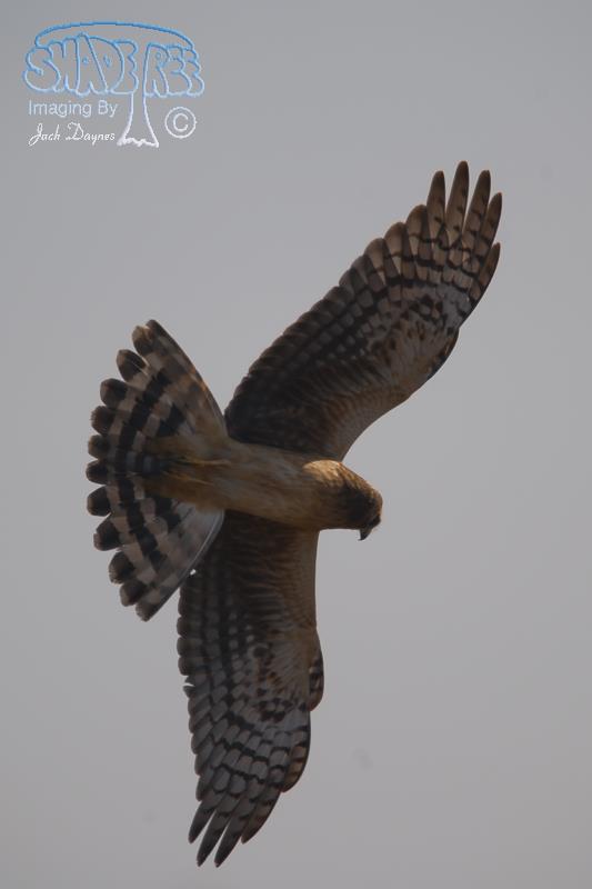 Northern Harrier - Circus cyaneus