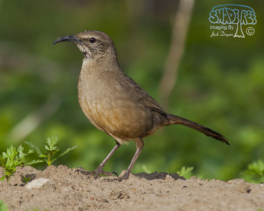 California Thrasher - Toxostoma redivivum