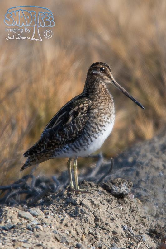 Wilson's Snipe - Gallinago delicata