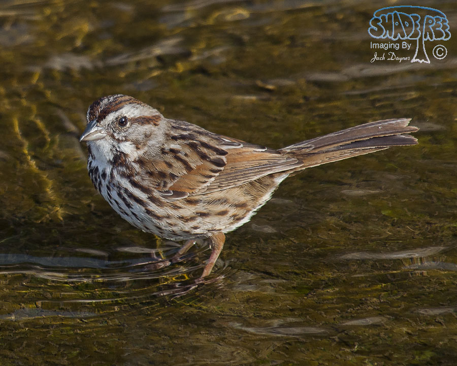 Song Sparrow - Melospiza melodia