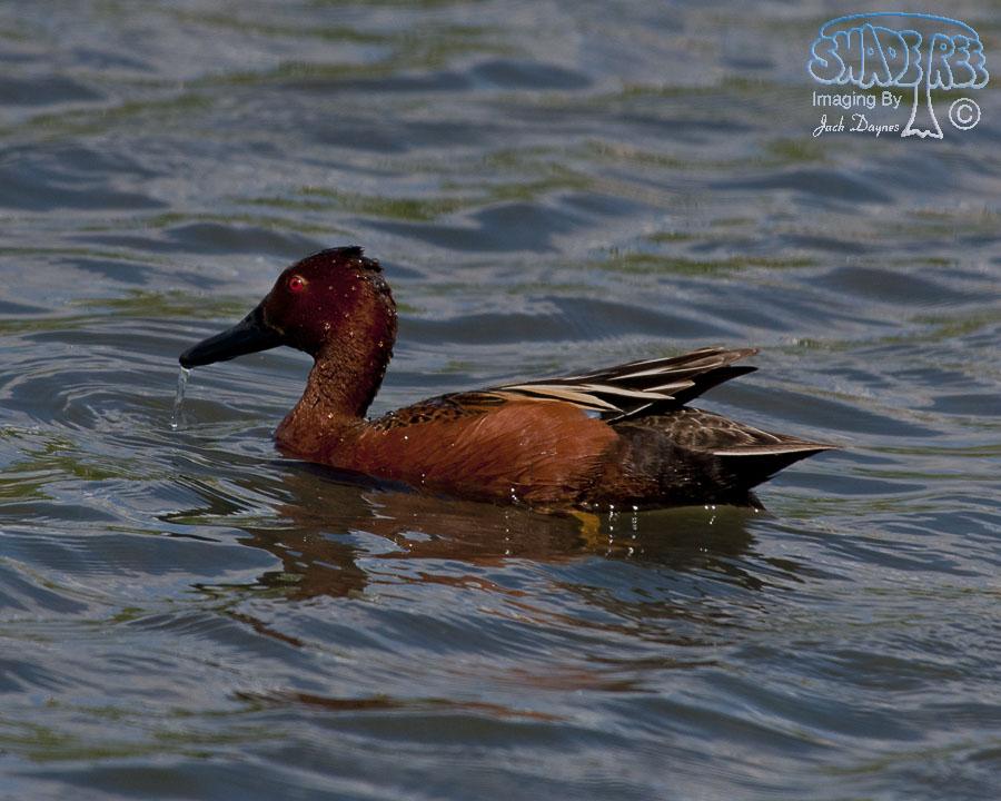 Cinnamon Teal - Spatula cyanoptera