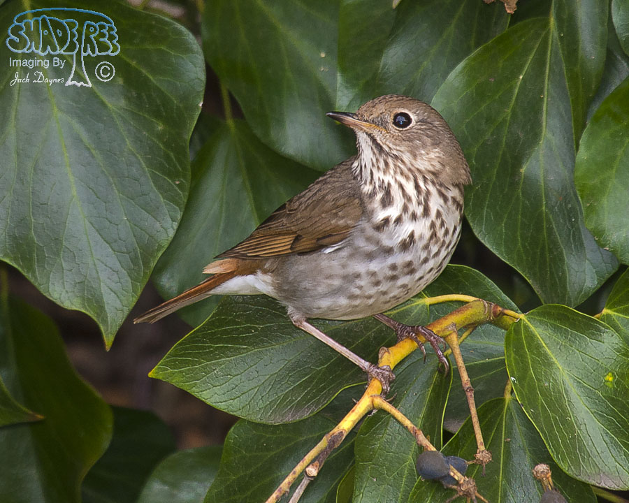 Hermit Thrush - Catharus guttatus