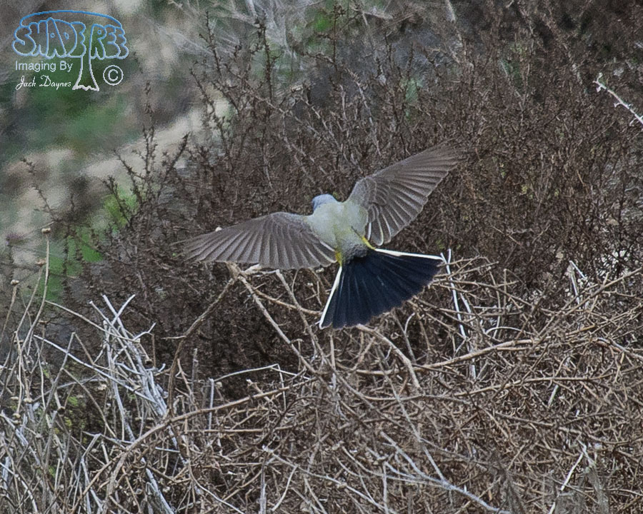 Western Kingbird - Tyrannus verticalis