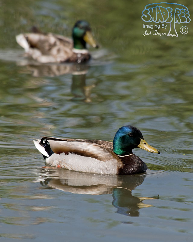 Mallard - Anas platyrhynchos