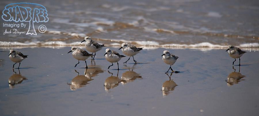 Sanderling - Calidris alba