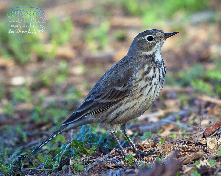 American Pipit - Anthus rubescens