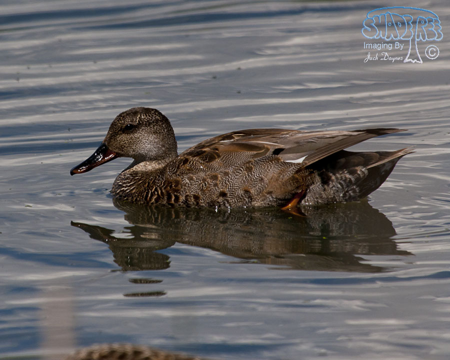 Gadwall - Mareca strepera