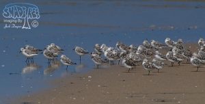 2013-04-24 Border Field Sanderlings