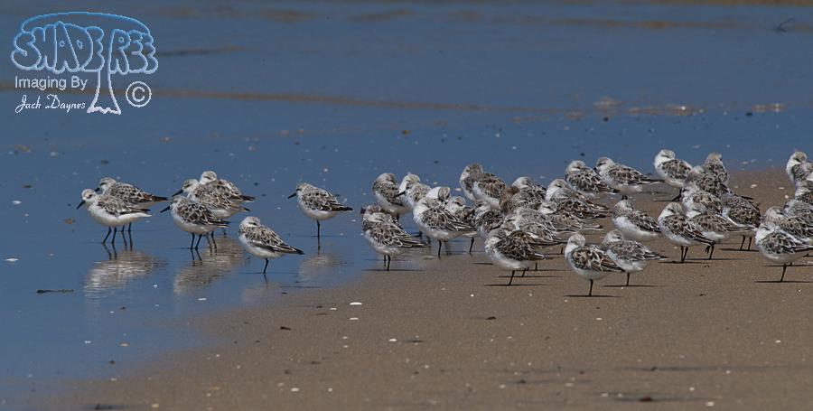 Sanderling - Calidris alba