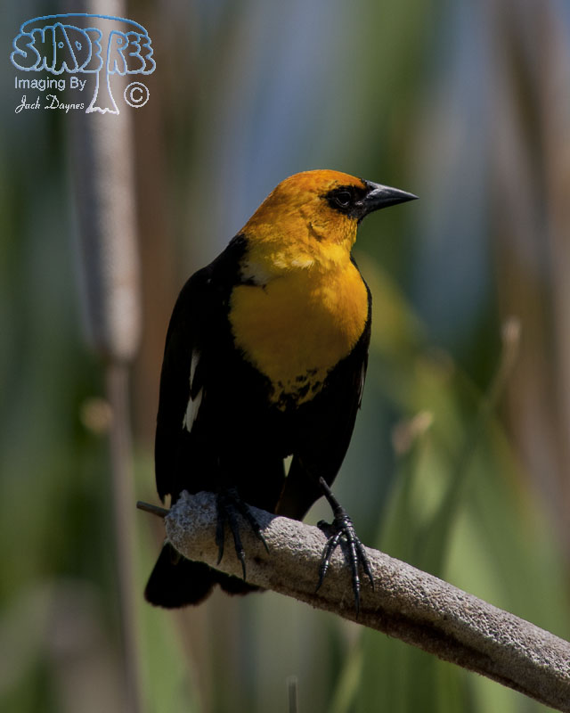 Yellow-Headed Blackbird - Xanthocephalus xanthocephalus