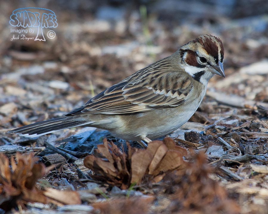 Lark Sparrow - Chondestes grammacus