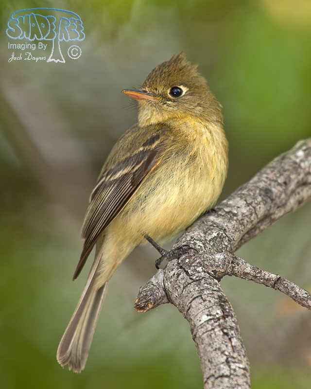 Pacific-Slope Flycatcher - Empidonax difficilis