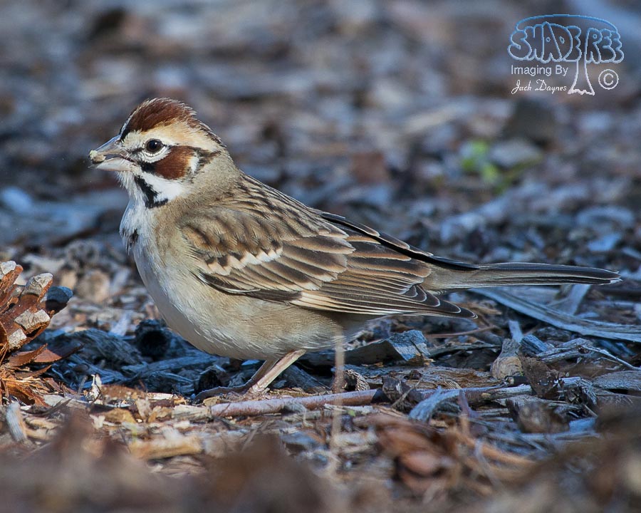 Lark Sparrow - Chondestes grammacus