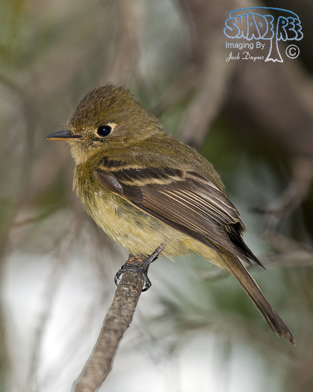 Pacific-Slope Flycatcher - Empidonax difficilis