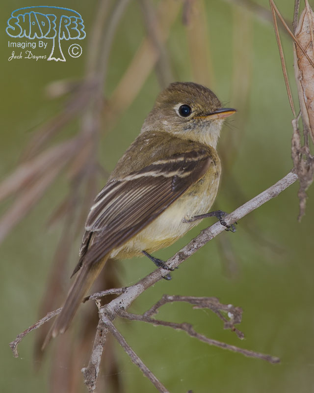 Pacific-Slope Flycatcher - Empidonax difficilis