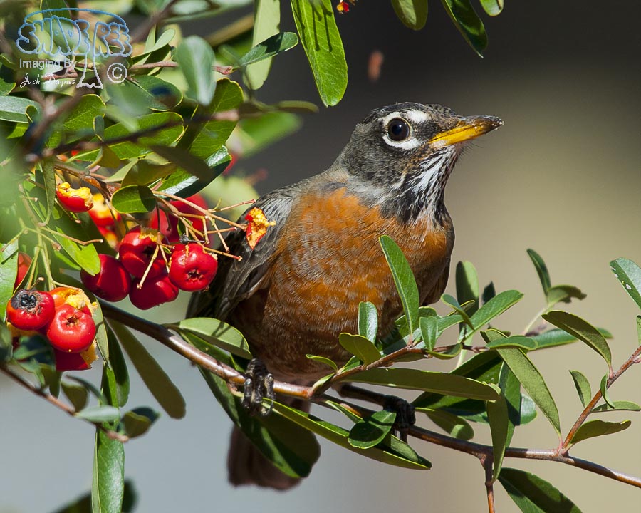 American Robin - Turdus migratorius