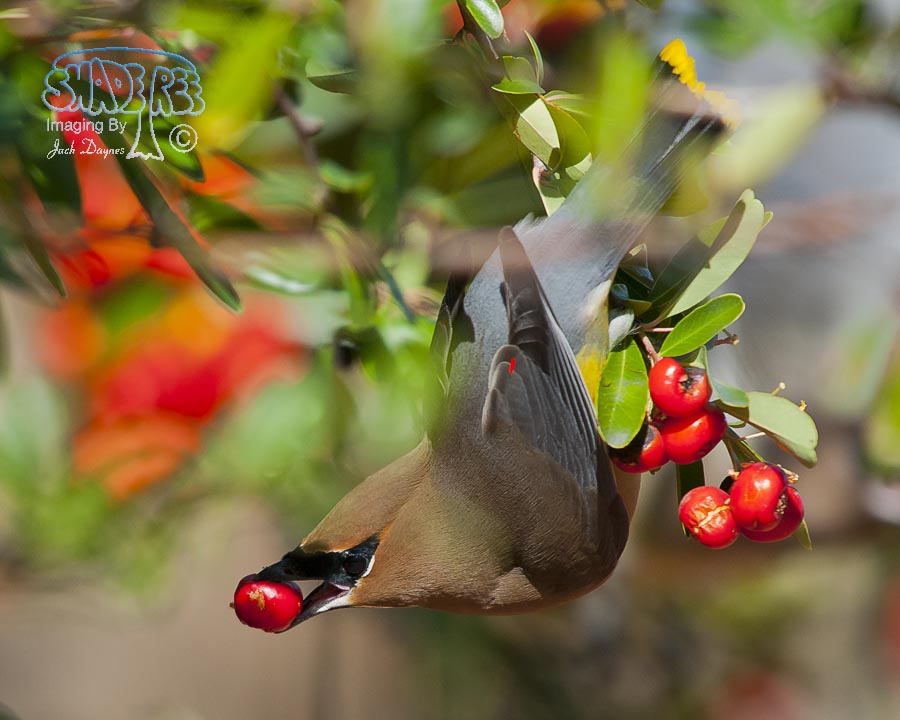 Cedar Waxwing - Bombycilla cedrorum
