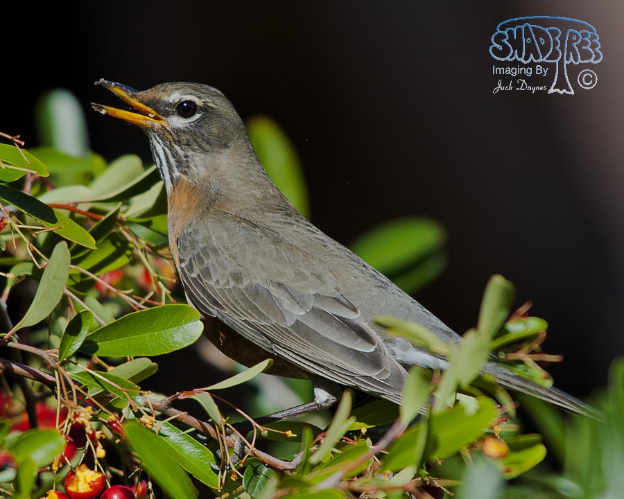 American Robin - Turdus migratorius